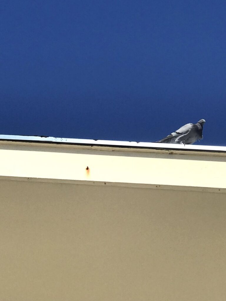 A pigeon perched on a rooftop, indicating bird control services offered by Sunbuzz Pest Control & Environmental Services in Fort Lauderdale, FL.