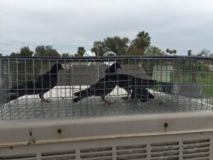 Three pigeons safely caught in a live trap on a rooftop, demonstrating humane removal by Pigeon Control Phoenix AZ in Glendale, AZ.