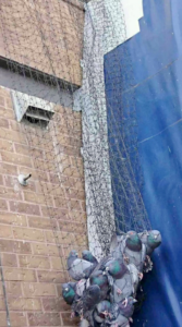 Several pigeons caught in protective netting installed on the side of a building by Pro Bird Control Tulsa, OK.