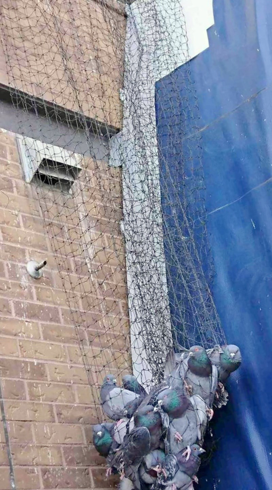 Several pigeons caught in protective netting installed on the side of a building by Pro Bird Control Tulsa, OK.