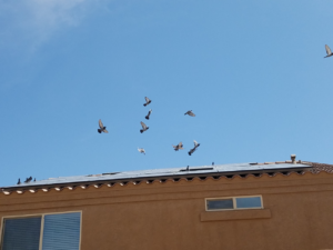 Pigeons flying over a residential roof with solar panels, indicating a common pest problem addressed by Pigeon Problem Solvers, LLC in Scottsdale, AZ.