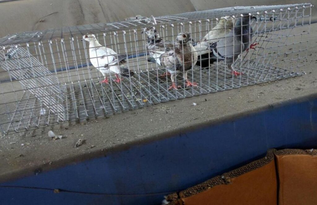 Pigeons caught in a live trap on a rooftop, demonstrating effective bird control by The Wildlife Professionals in Albany, NY.