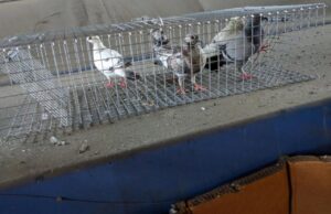 Pigeons caught in a live trap on a rooftop, demonstrating effective bird control by The Wildlife Professionals in Albany, NY.
