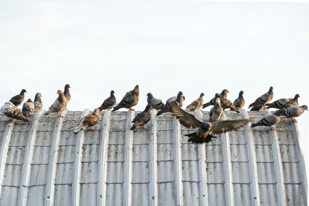 Numerous pigeons gathered on a corrugated metal roof, indicating a bird control need for Fusion Pest Control in Ammon, ID.