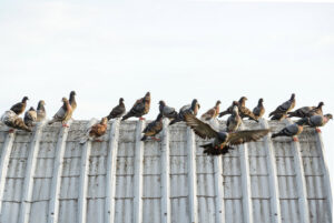 Numerous pigeons gathered on a corrugated metal roof, indicating a bird control need for Fusion Pest Control in Ammon, ID.