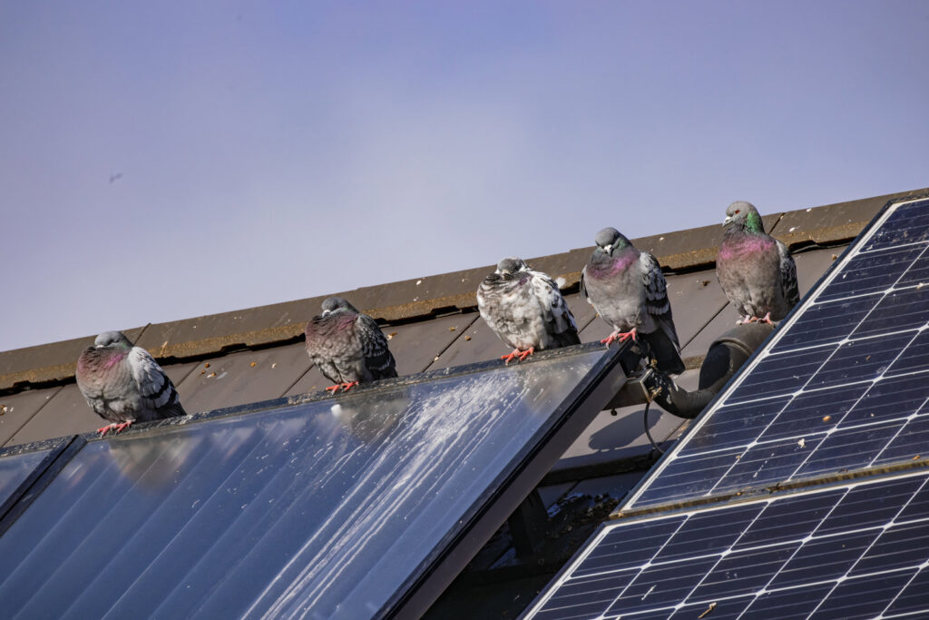 Pigeons perched on a roof with solar panels and visible bird droppings, showing a wildlife control issue handled by SWAT It Pest Control in Tempe, AZ.