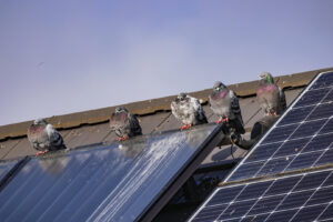 Pigeons perched on a roof with solar panels and visible bird droppings, showing a wildlife control issue handled by SWAT It Pest Control in Tempe, AZ.