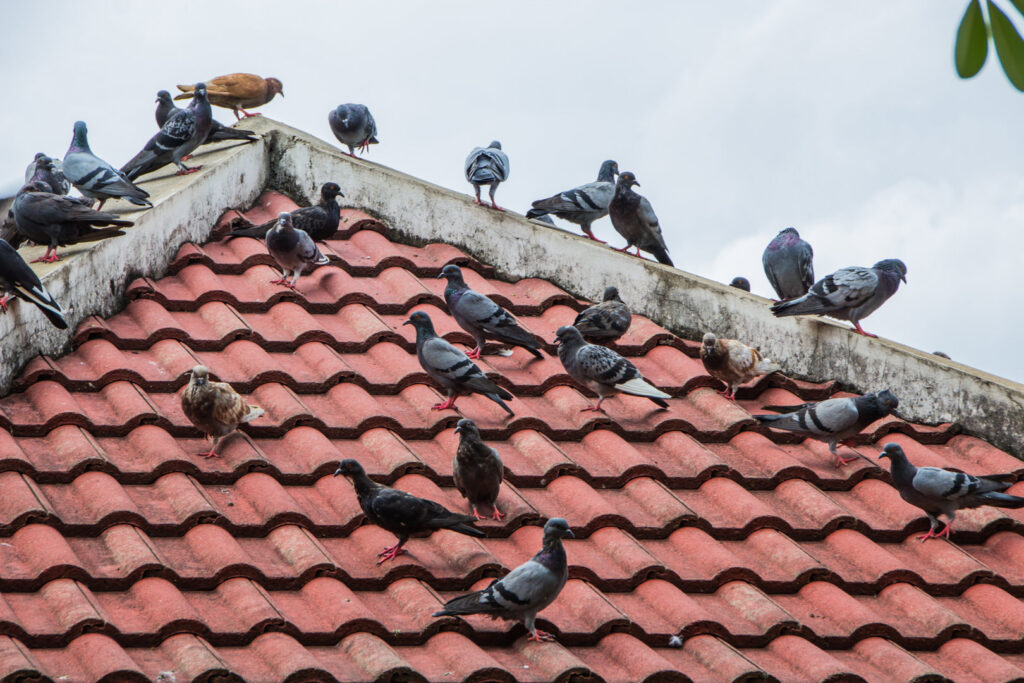 A flock of pigeons perched on a red tiled roof, showing a common bird pest issue addressed by Fusion Pest Control in Ammon, ID.