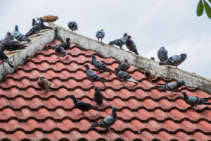 A flock of pigeons perched on a red tiled roof, showing a common bird pest issue addressed by Fusion Pest Control in Ammon, ID.