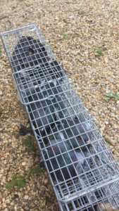Pigeons trapped in a cage on gravel, demonstrating bird control services by Pro Bird Control Toledo, OH.