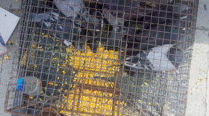 Multiple pigeons captured inside a large wire trap with corn bait by Pro Bird Control Tulsa, OK.