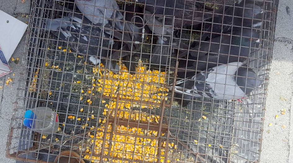 Multiple pigeons captured inside a large wire trap with corn bait by Pro Bird Control Tulsa, OK.