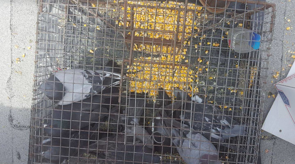 Multiple pigeons trapped inside a cage baited with corn, demonstrating bird removal by Pro Bird Control Toledo, OH.
