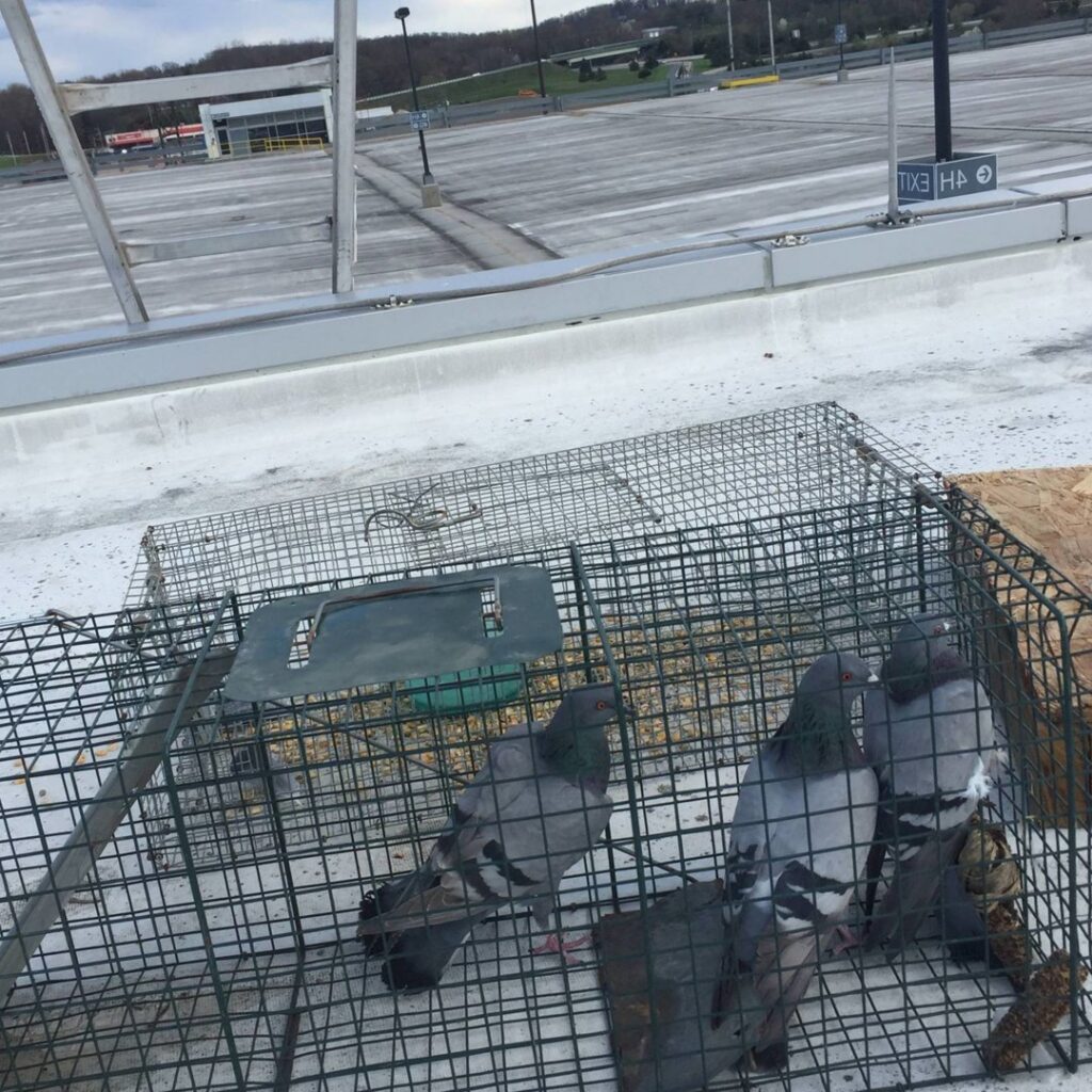 Several pigeons captured in a live trap on a commercial rooftop, part of pest control services by The Wildlife Professionals in Albany, NY.