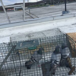 Several pigeons captured in a live trap on a commercial rooftop, part of pest control services by The Wildlife Professionals in Albany, NY.