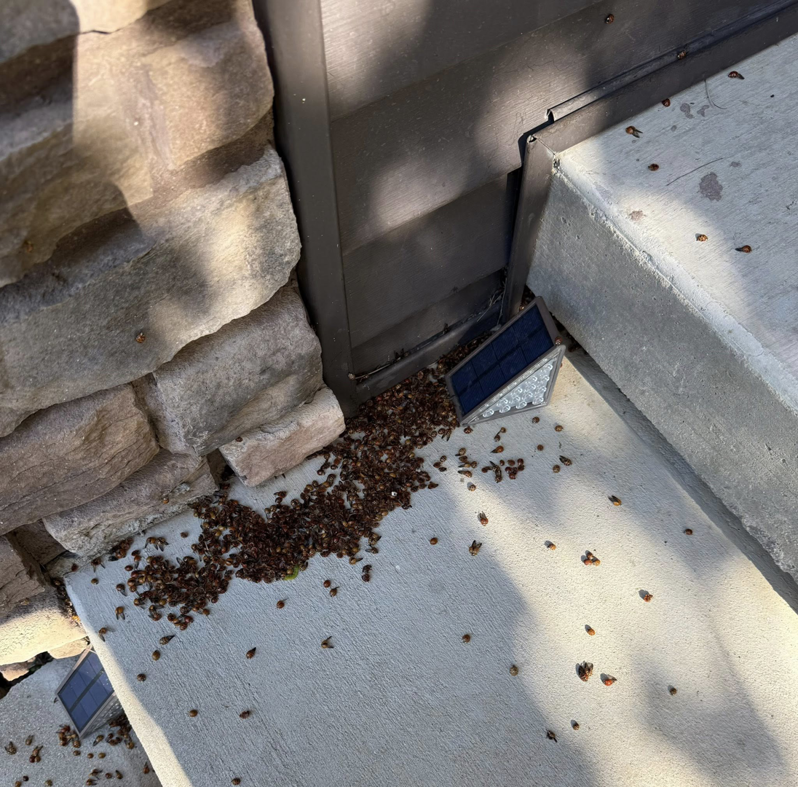 A large pile of dead ladybugs on a concrete step, indicating successful pest control by Crist Termite & Pest Solutions, Inc. in Arthur, IL.