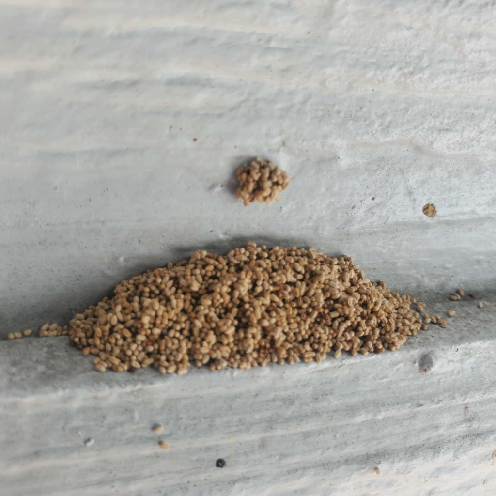 A pile of drywood termite frass on a surface, a common sign of infestation handled by Vital Pest Solutions in San Marcos, CA