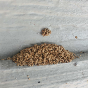 A pile of drywood termite frass on a surface, a common sign of infestation handled by Vital Pest Solutions in San Marcos, CA