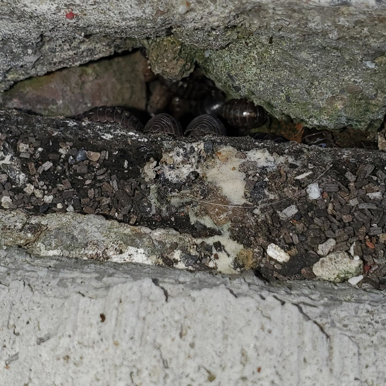 Pill bugs gathered in a concrete crevice, a common pest issue handled by SMART Exterminators in Cleveland, OH.