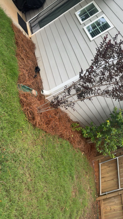A neatly mulched pine straw bed with shrubs along a house, showcasing landscaping by Elite Landscaping Crew in Auburn, AL.