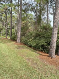 A neatly edged lawn with pine straw mulching around trees, showcasing professional landscaping by Southern Rooted Lawns in Mobile, AL.