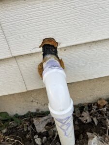 A pipe entry point on a house with signs of pest damage or nesting material, addressed by Ramer Pest Control in Fort Wayne, IN.
