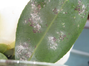 A close-up of a plant leaf heavily infested with white and dark pests, indicating a need for pest control from Nature's Finest in Tallahassee, FL.
