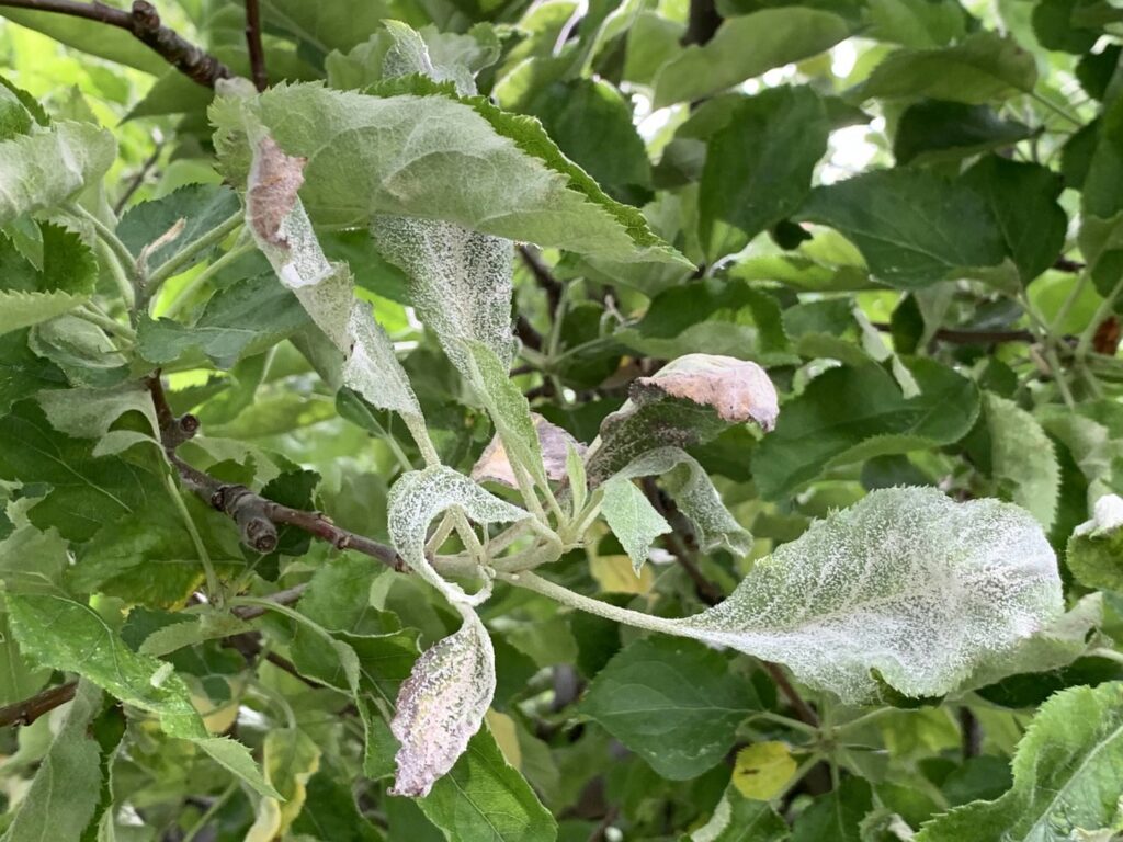 Close-up of plant leaves covered in powdery mildew, a common plant pest issue addressed by PestEx Idaho in Boise, ID.