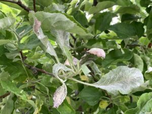 Close-up of plant leaves covered in powdery mildew, a common plant pest issue addressed by PestEx Idaho in Boise, ID.