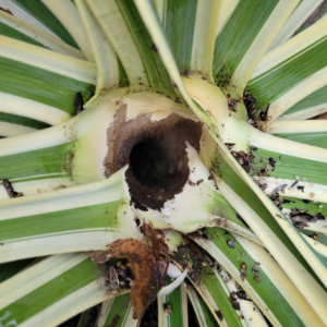 Close-up of a plant showing significant pest damage at its base, inspected by Good Earth Pest Company in Corvallis, OR.