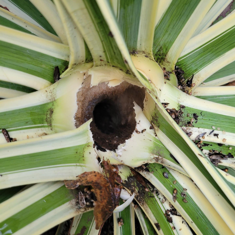 Close-up of a plant showing significant pest damage at its base, inspected by Good Earth Pest Company in Corvallis, OR.