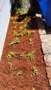 A person planting small green plants in a freshly mulched flower bed by Tony's Lawn Care Services in Greenville, SC.