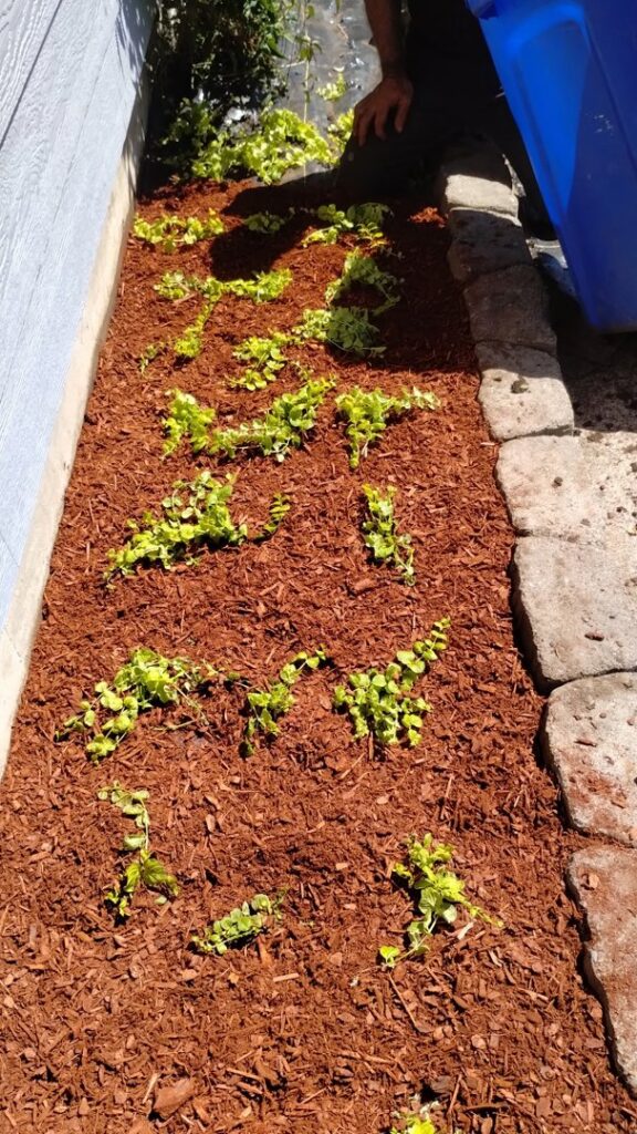 A person planting small green plants in a freshly mulched flower bed by Tony's Lawn Care Services in Greenville, SC.