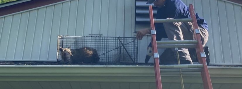 A residential porch covered in small animal droppings, indicating a pest problem requiring control from Eagles Eye Wildlife in Waterbury, CT.