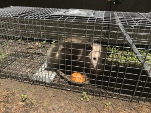 A possum safely caught in a live trap as part of wildlife removal services by JPC Exterminating, LLC in New Orleans, LA.