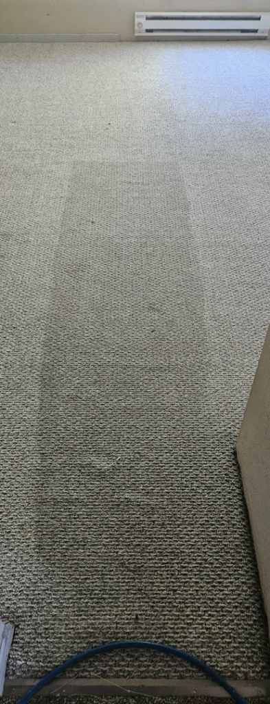 Professional carpet cleaning in progress, showing a clean path by American Carpet Care, Inc. in Watertown, SD.