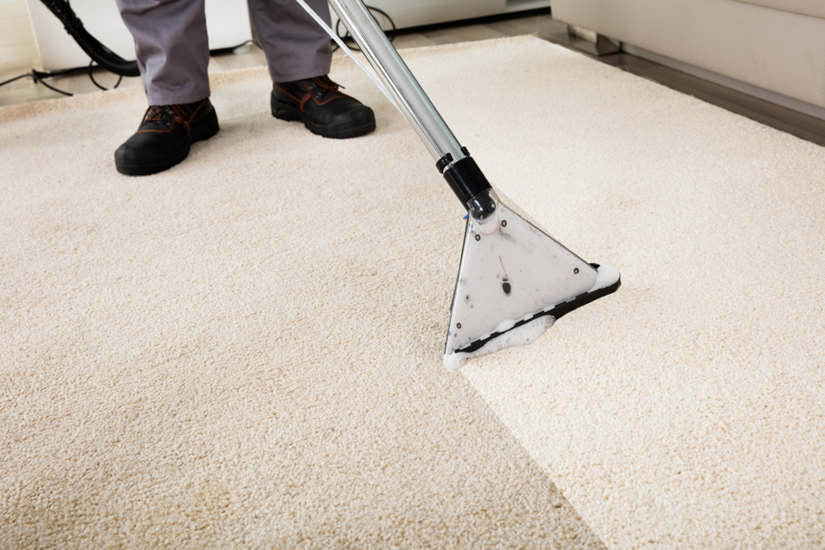 A professional performing carpet cleaning on a light-colored carpet, showing a clean path by Steam Power in Springfield, IL.