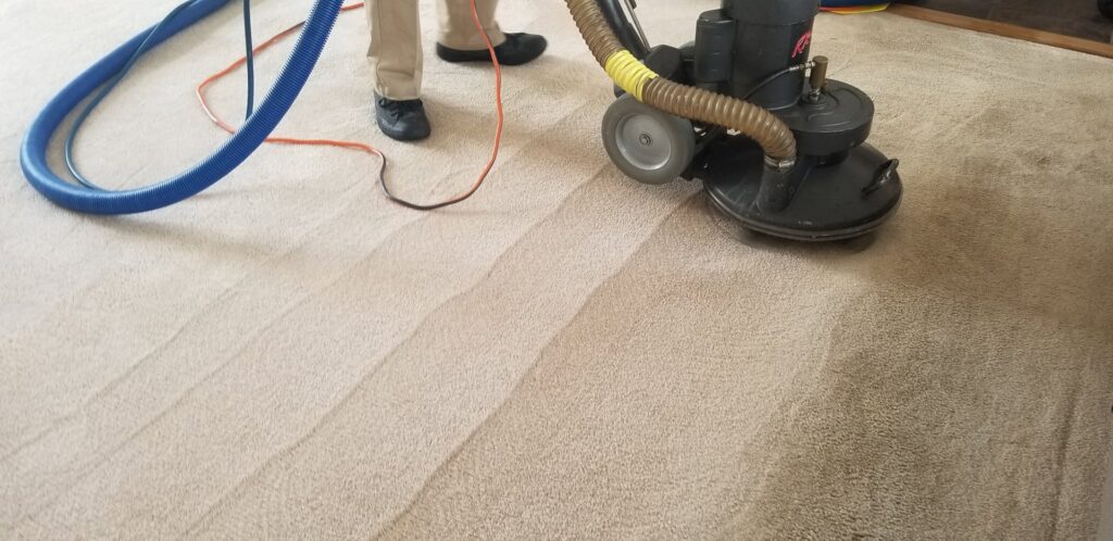 A professional carpet cleaner creating clean stripes on a light-colored carpet at Foothills Steam Carpet Cleaners in Fort Collins, CO.