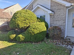 A large, neatly trimmed evergreen shrub in front of a house by VKDYS Lawn Care in Fort Wayne, IN.
