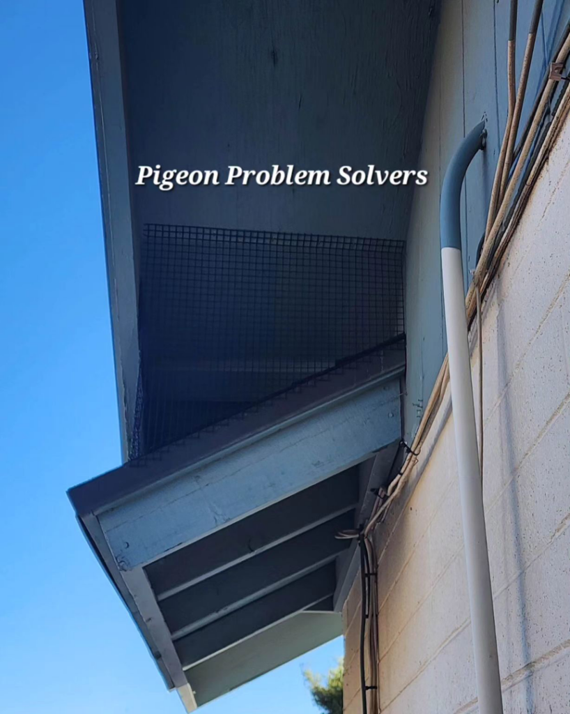 A professionally installed black mesh for pigeon exclusion under a roof eave by Pigeon Problem Solvers, LLC in Scottsdale, AZ.