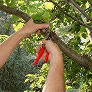 Hands using pruning shears to trim tree branches, a professional service offered by Ground Effects Lawn Care in St. Louis, MO.