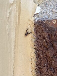 A small pseudoscorpion crawling on a wall, indicating a potential indoor pest issue, by Blue Rose Pest Control in Fremont, NE.