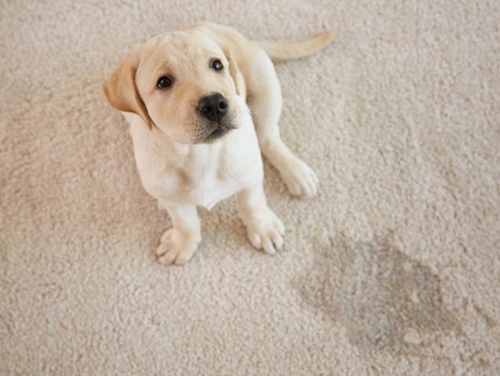 A cute puppy sitting on a light-colored carpet with a visible stain, indicating a need for cleaning by Presto Carpet And Tile Cleaning in Brentwood, CA.