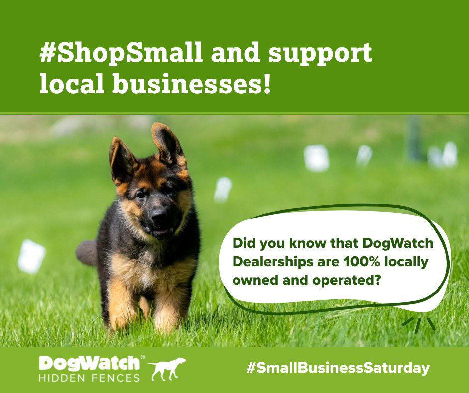 Puppy in a grassy yard with white hidden fence boundary flags installed by DogWatch of Greater Charleston in Mount Pleasant, SC.