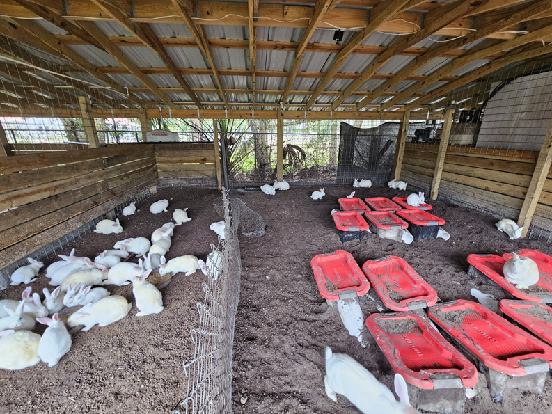 Interior view of a rabbit enclosure with chain-link fencing, built by The Johnson Family Fencing in Tampa, FL.