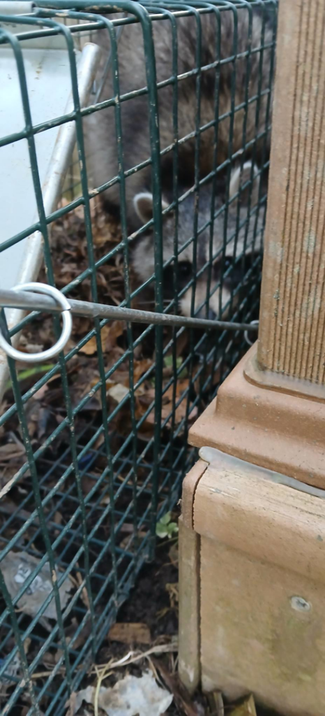 A raccoon captured inside a cage trap, demonstrating wildlife removal by Comprehensive Pest Solutions in Toledo, OH.