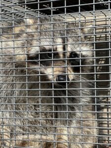 A raccoon captured in a live trap by AAAC Wildlife Removal of Kansas City in Overland Park, KS.