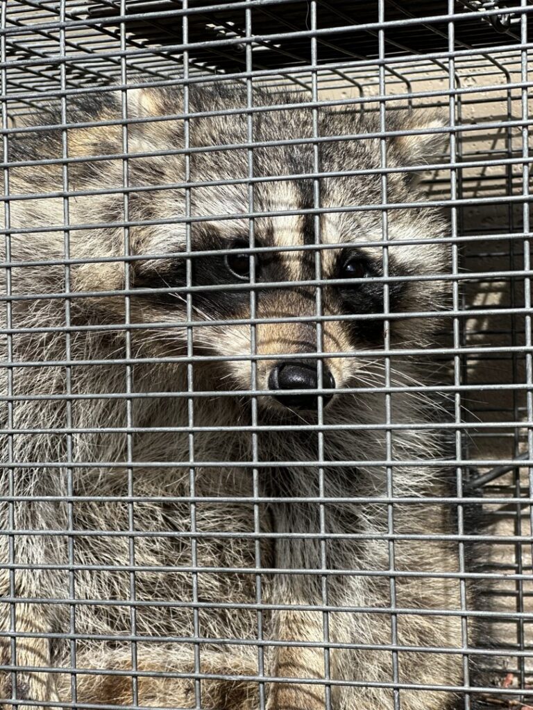 A raccoon captured in a live trap by AAAC Wildlife Removal of Kansas City in Overland Park, KS.