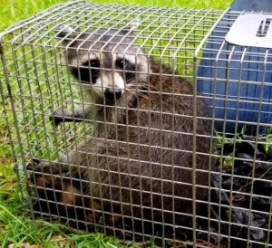 A raccoon safely captured inside a live trap, demonstrating effective wildlife removal by Varmint Eviction Wildlife Removal Services in Tallahassee, FL.