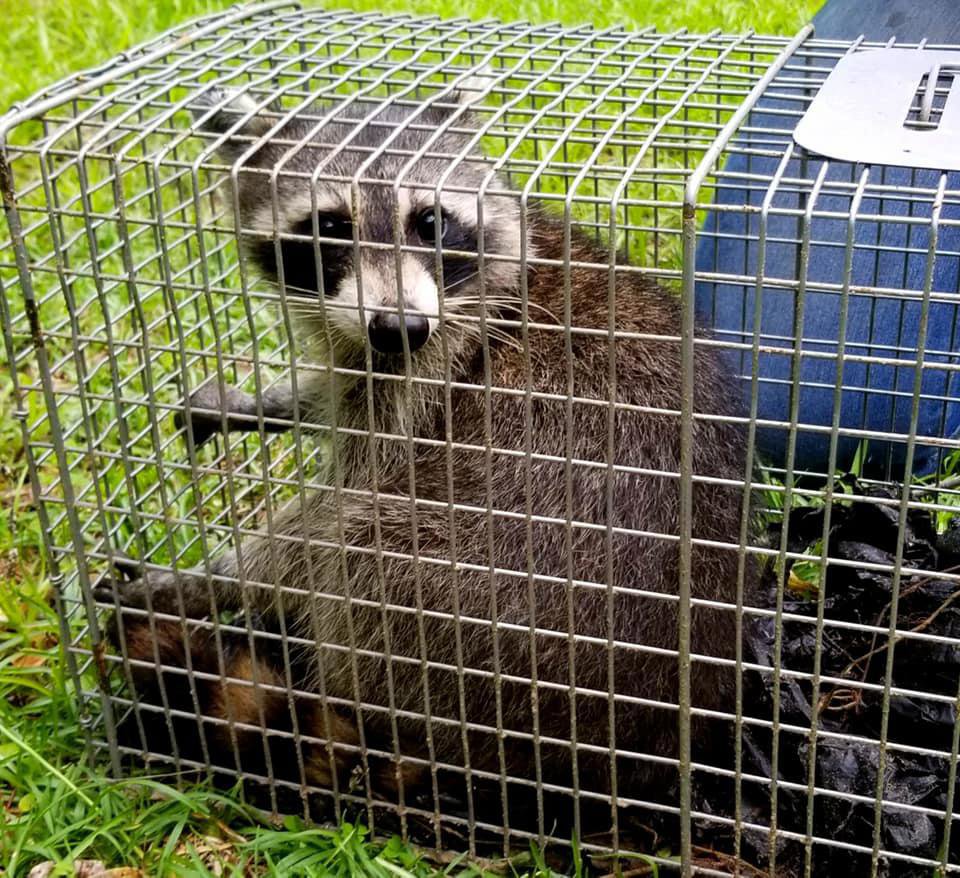 A raccoon safely captured inside a live trap, demonstrating effective wildlife removal by Varmint Eviction Wildlife Removal Services in Tallahassee, FL.